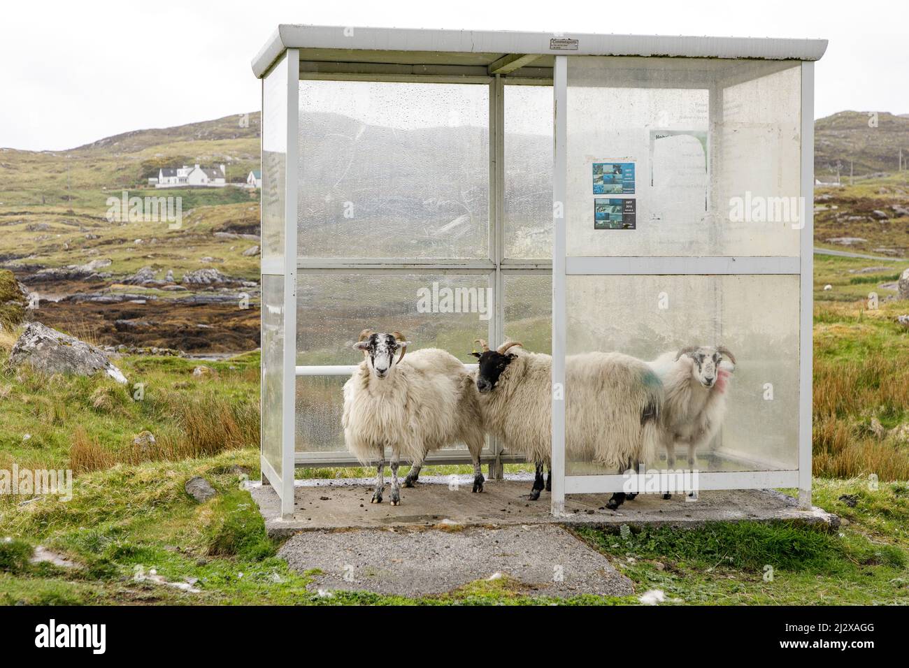 Schafe fliehen vor Regen in Bus Shelter, Shelter, Harris, Outer Hebrides, Schottland Großbritannien Stockfoto