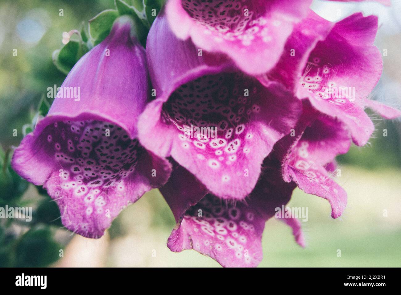 Schöne Dalmatinische Purple Foxglove Digitalis Glockenblüten wachsen wild in schottischen Wäldern. Stockfoto