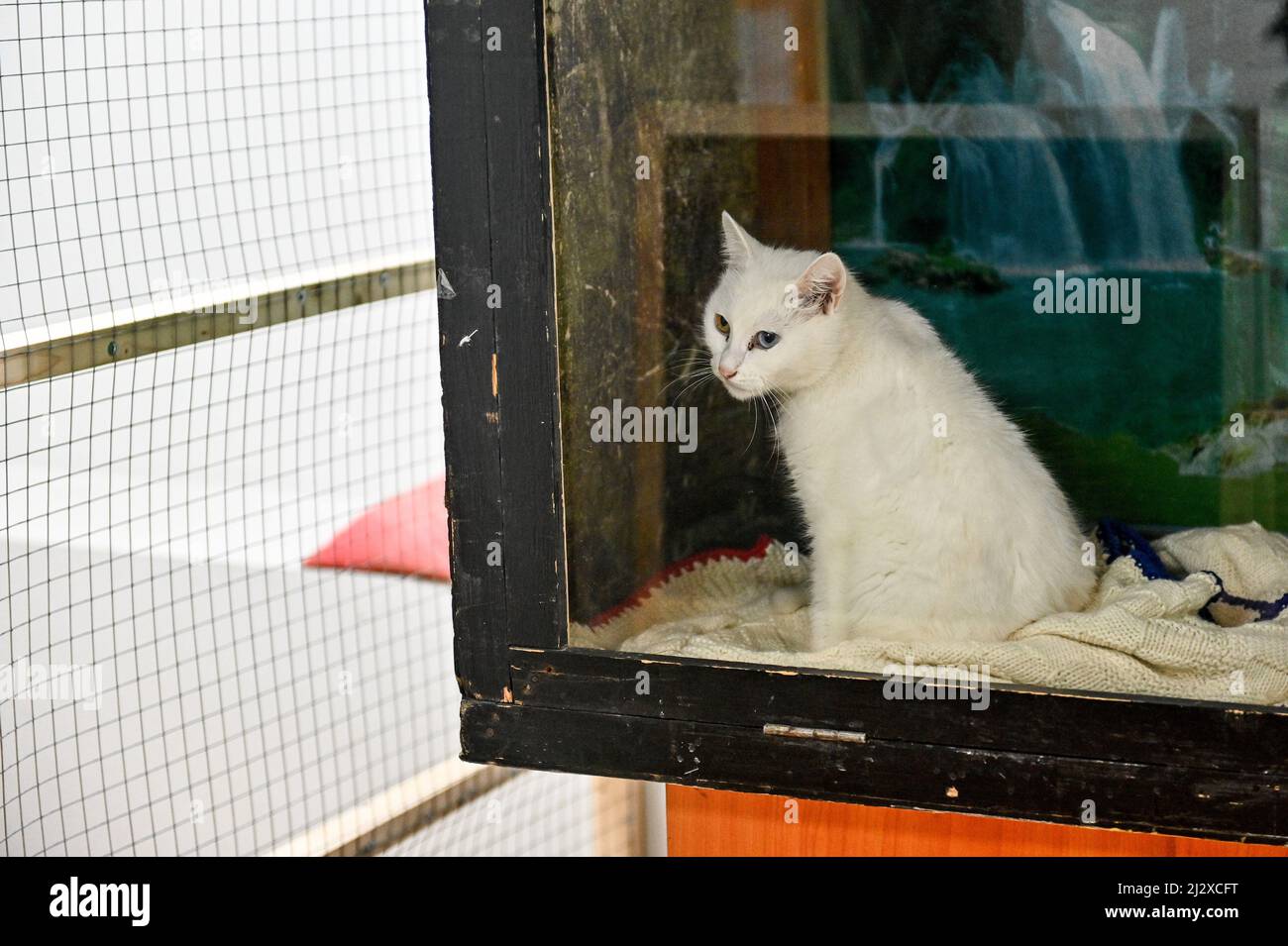 ZAPORIZHZHIA, UKRAINE - 1. APRIL 2022 - Eine weiße Katze bleibt im Käfig eines privaten Mini-Zoos, in dem vorübergehend Haustiere von Menschen untergebracht sind, die gezwungen sind, zu l Stockfoto