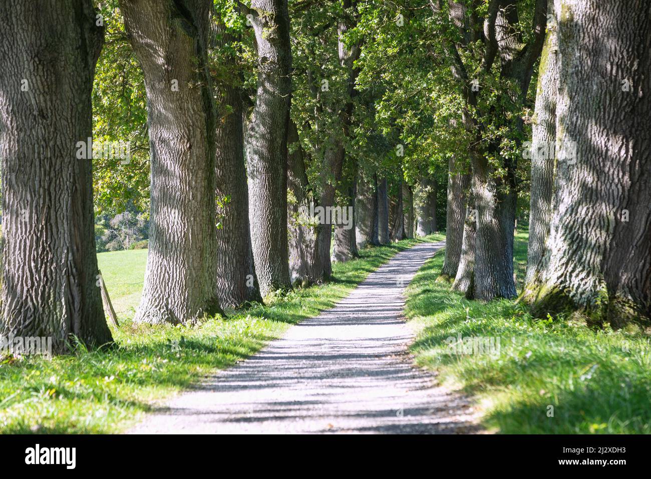 Avenue, Eichen, Eichenallee, Egglburger See Rundweg, Ebersberg Stockfoto