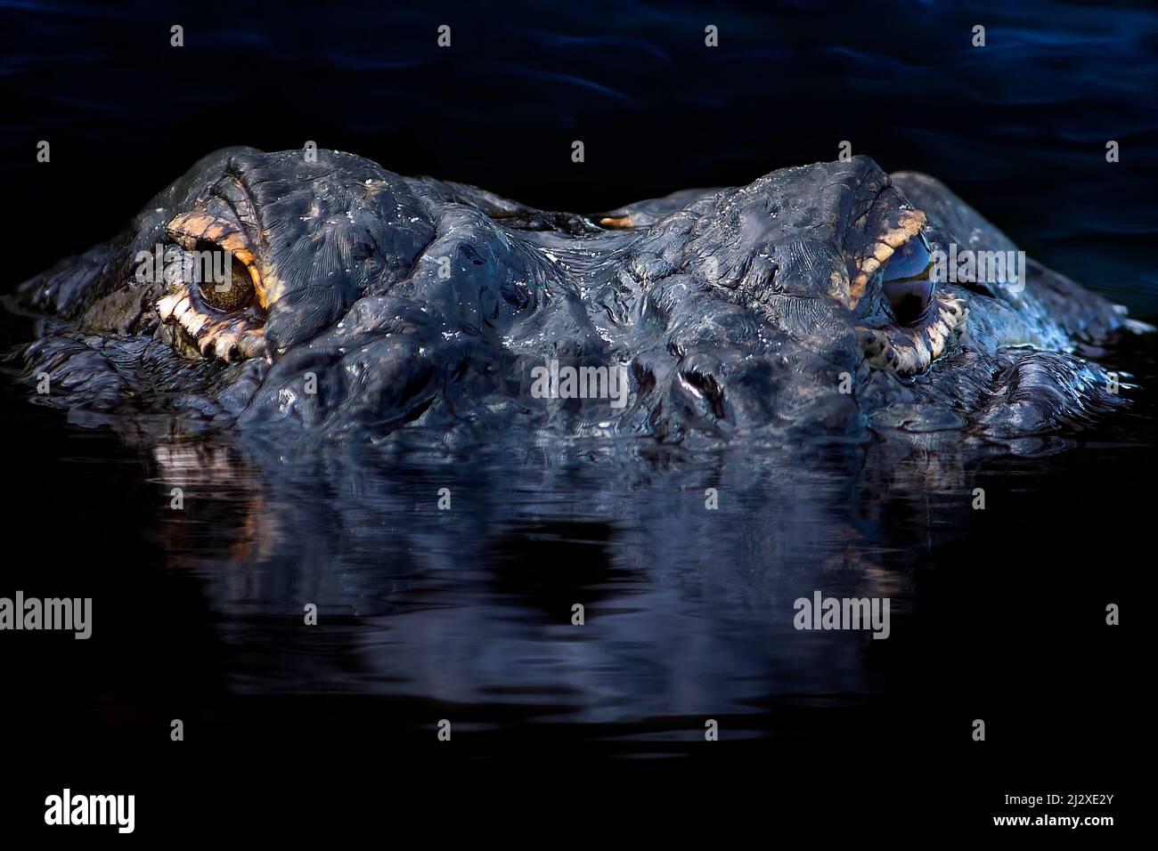 Ein zwölf Meter langer amerikanischer Alligator starrt im Everglades National Park direkt in die Kamera. Stockfoto