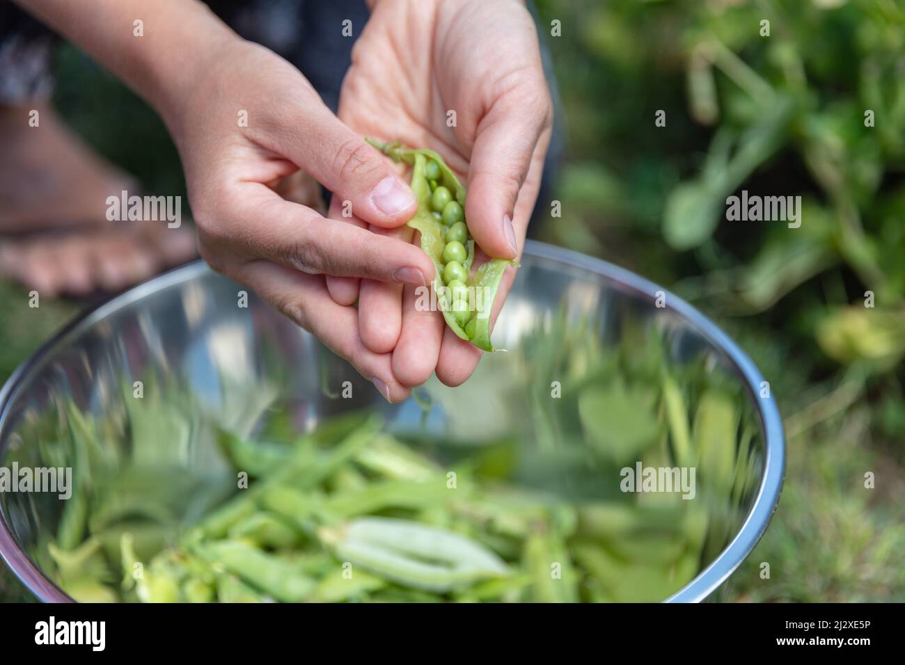 Nahaufnahme von frischen grünen Erbsen in weiblichen Händen über der Metallschale. Ernte der grünen Erbsen Saison Stockfoto