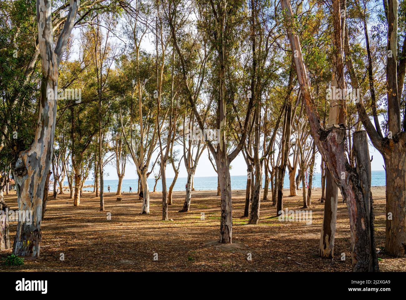 Eukalyptusbäume am Strand in der Nähe von Malaga, Spanien Stockfoto