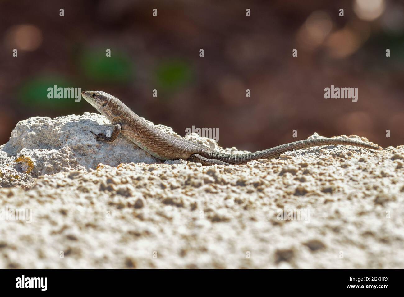 FemaleMaltese Wall Eidechse, oder Filfola Eidechse, Podarcis filfolensis sonnen sich auf einem Kalksteinfelsen in der maltesischen Landschaft, Malta Stockfoto