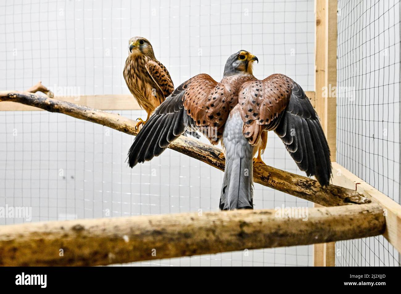 Non Exclusive: ZAPORIZHZHIA, UKRAINE - 1. APRIL 2022 - Vögel leben in einem privaten Mini-Zoo, in dem vorübergehend Haustiere von Menschen untergebracht sind, die zum Verlassen gezwungen sind Stockfoto