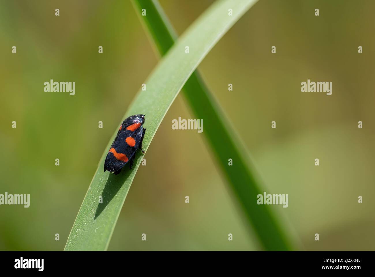 Kleine Zikade - Cercopis sanguinolenta, gefärbter kleiner Käfer aus europäischen Wiesen und Weiden, Tschechische Republik. Stockfoto
