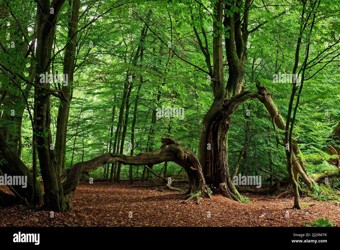 Unterwegs im Sababurger Urwald, Naturpark Reinhardswald, Hessen, Deutschland. Stockfoto
