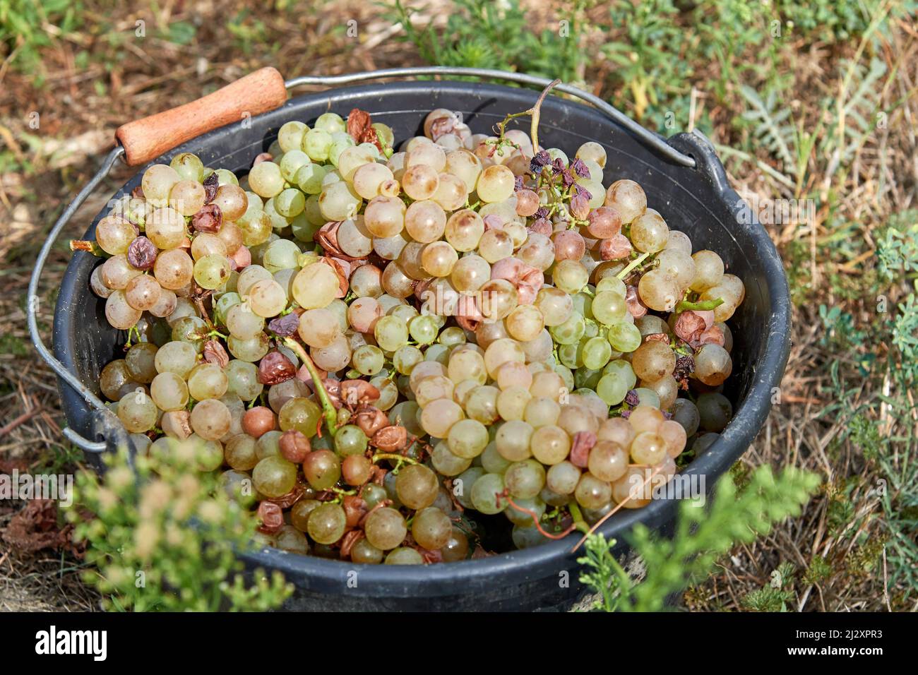 2018, Weinlese auf dem Chateau de Bellet, auf den Hügeln von Nizza (Südostfrankreich): Trauben, Vermentino B, alte Rebsorte loc Stockfoto