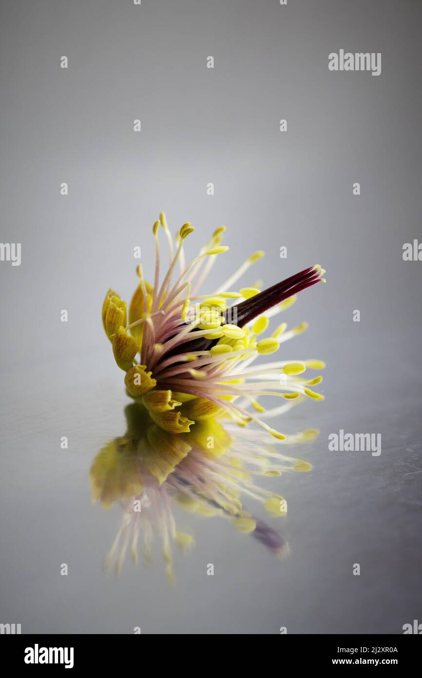 Der innere Teil einer Hellebore-Blume, der auf einer reflektierenden Oberfläche fremdartig aussieht. Stockfoto