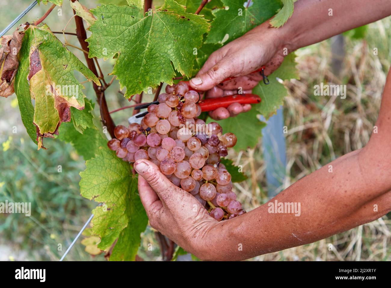 2018, Weinlese auf dem Chateau de Bellet, auf den Hügeln von Nizza (Südostfrankreich): Reben und Trauben, Vermentino B, alte Rebsorte o Stockfoto