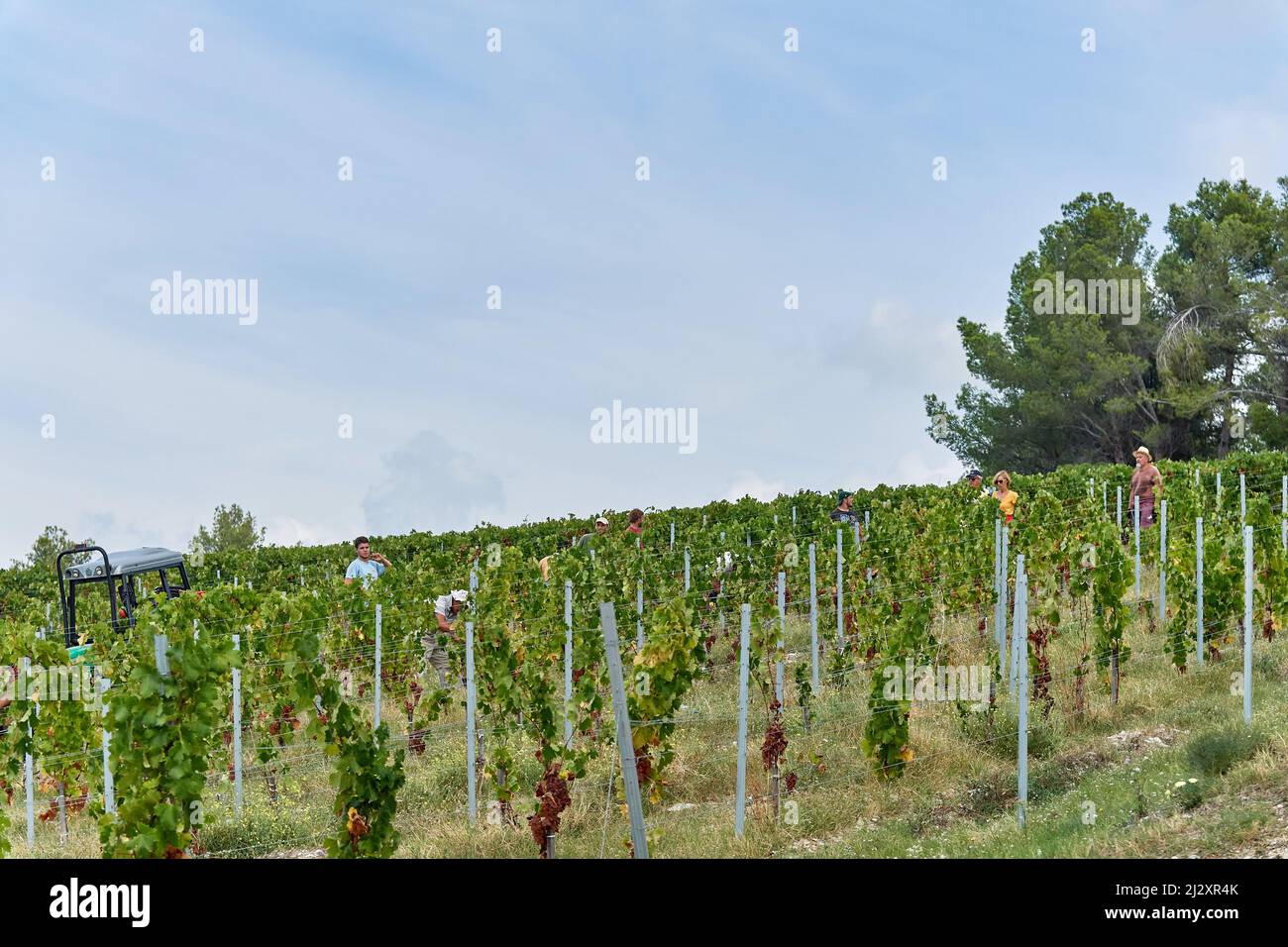 2018, Weinlese auf dem Chateau de Bellet, auf den Hügeln von Nizza (Südostfrankreich): Traubenernte in der Mitte des Weinbergs, Vermenti Stockfoto