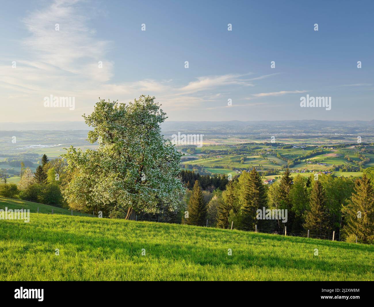 Blühender Birnbaum, Sonntagberg, Oberösterreich, Österreich Stockfoto