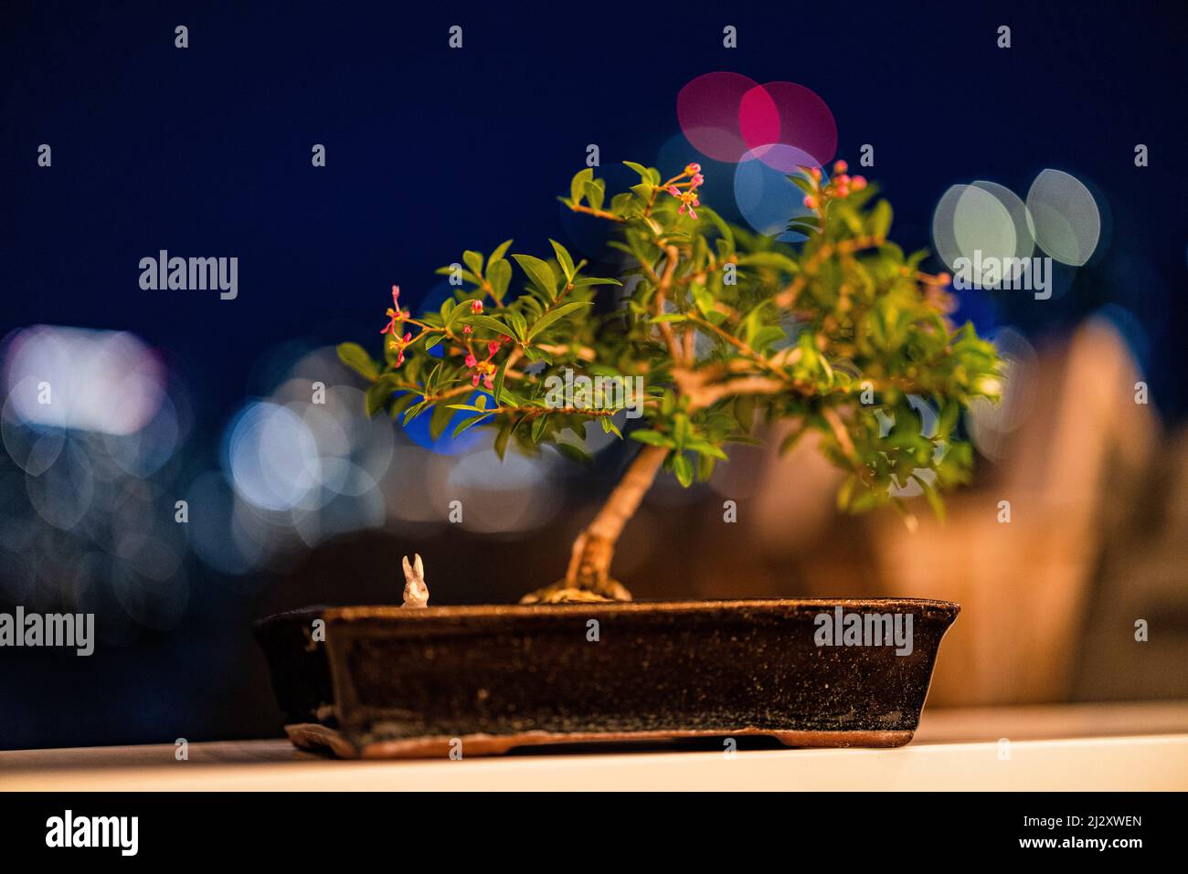 Bonsai mit Kaninchen und nächtlichen Stadtlichtern Stockfoto