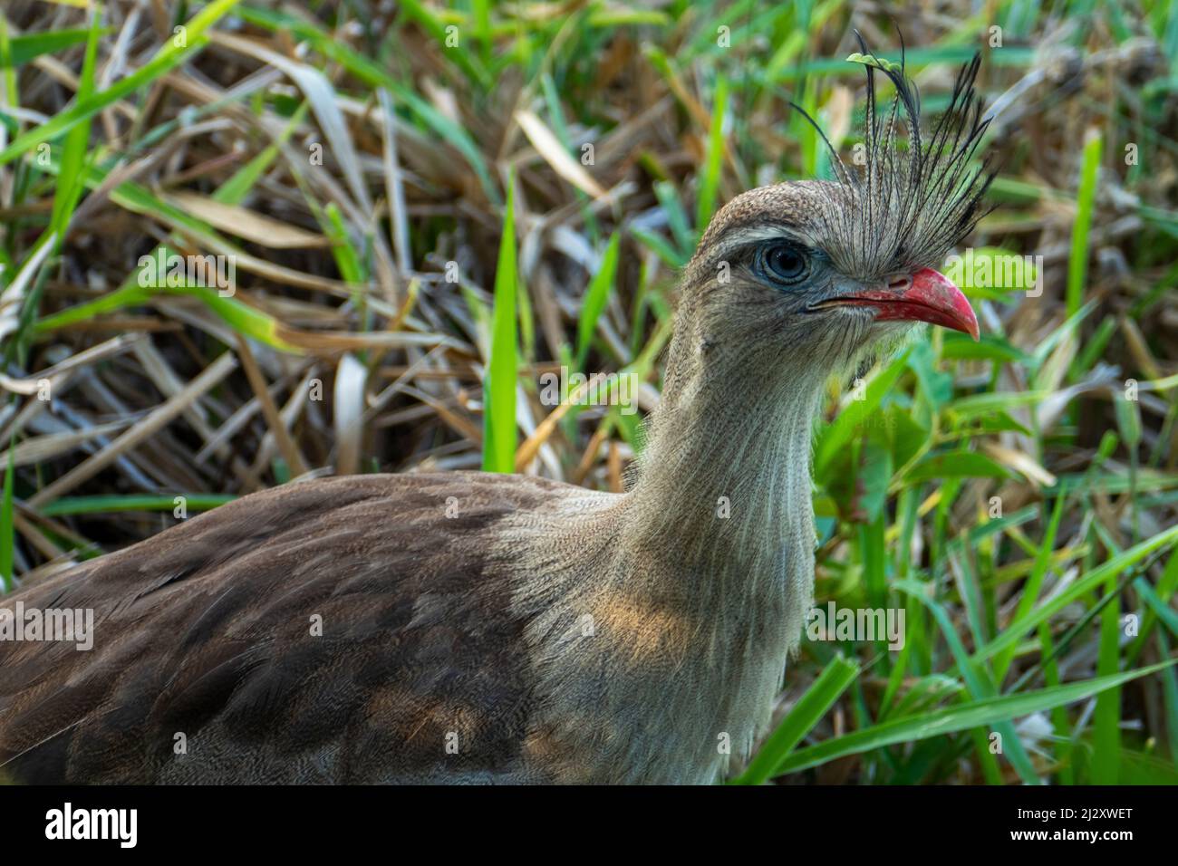 Der Rotbeinige Seriema oder Crested Cariama (Cariama cristata) ist ein meist räuberischer Landvogel in der Familie der Seriema (Cariamidae). Stockfoto