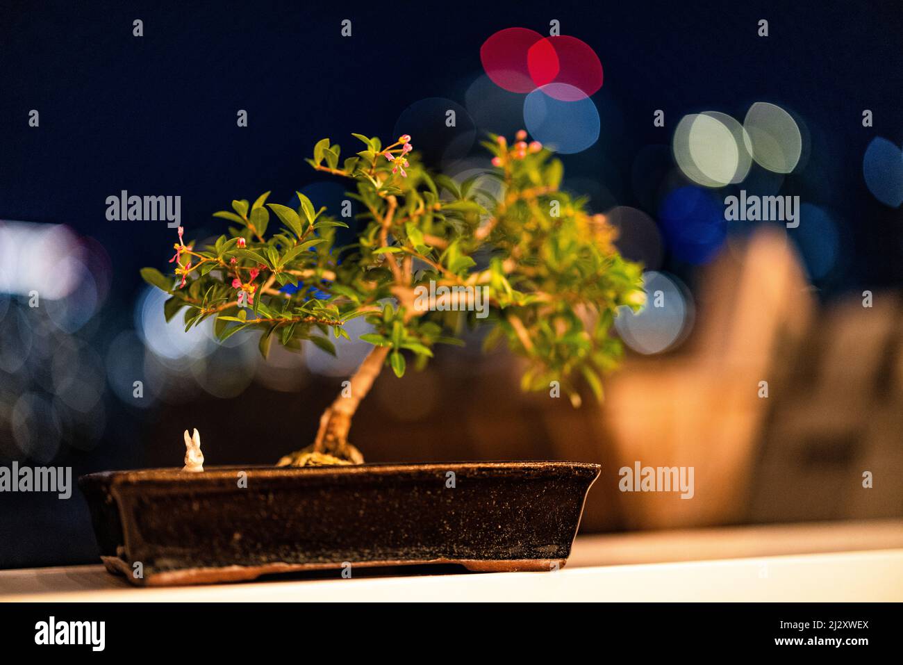 Bonsai mit Kaninchen und nächtlichen Stadtlichtern Stockfoto