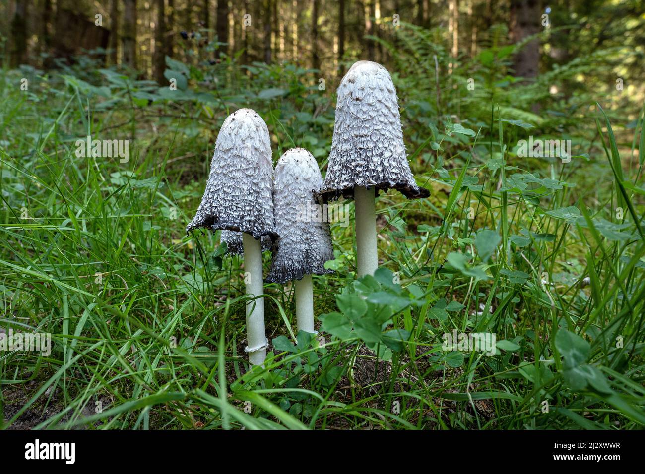 Drei zottelige Tintenkappen - Coprinus comatus Stockfoto