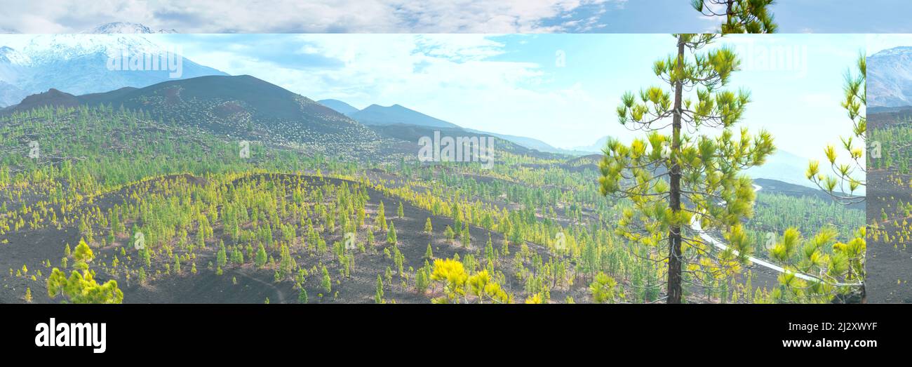 Kanarische Pines (Pinus canariensis), Mirador de Chio, Teide-Nationalpark, Teneriffa, Kanarische Inseln, Spanien, Europa Stockfoto