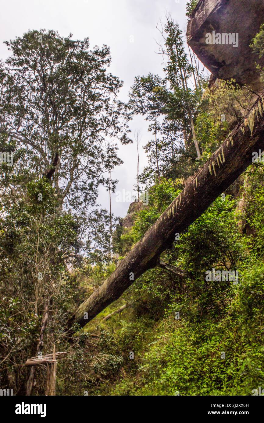 Ein gefallener Baum in einem gelben Waldwald in einer geschützten Schlucht in den Drakensberg-Bergen Südafrikas Stockfoto