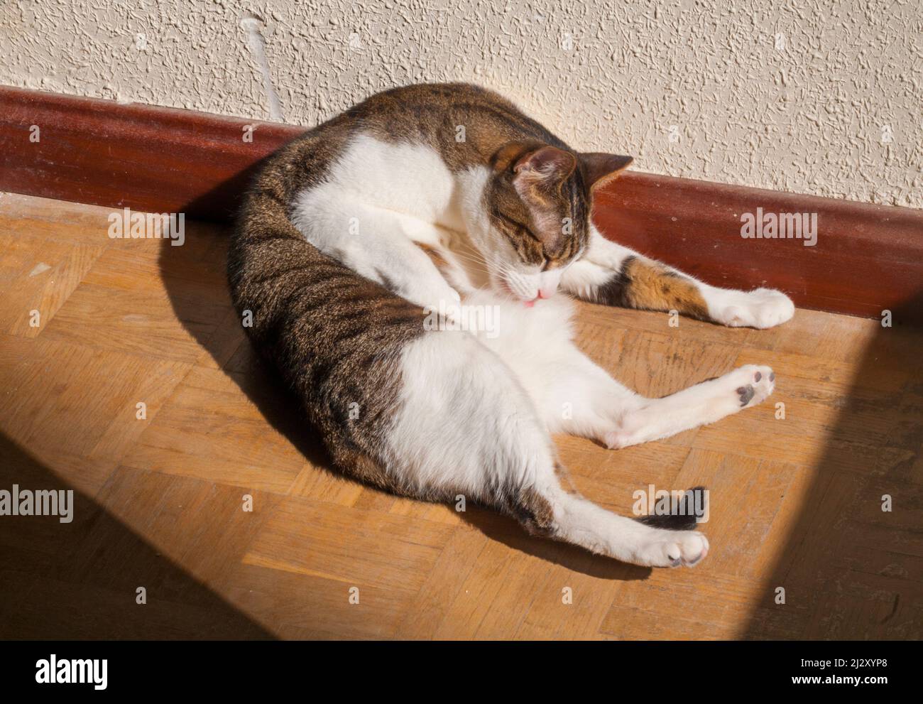 Tabby und weiße Katze zu Hause, Sonnenbaden und sich selbst lecken. Stockfoto