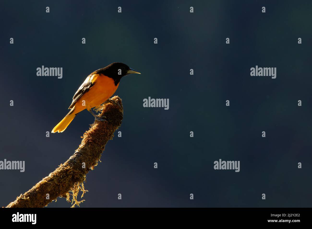 Baltimore Oriole - Icterus galbula mit Hintergrundbeleuchtung San Gerardo de Dota, Costa Rica BI033907 Stockfoto