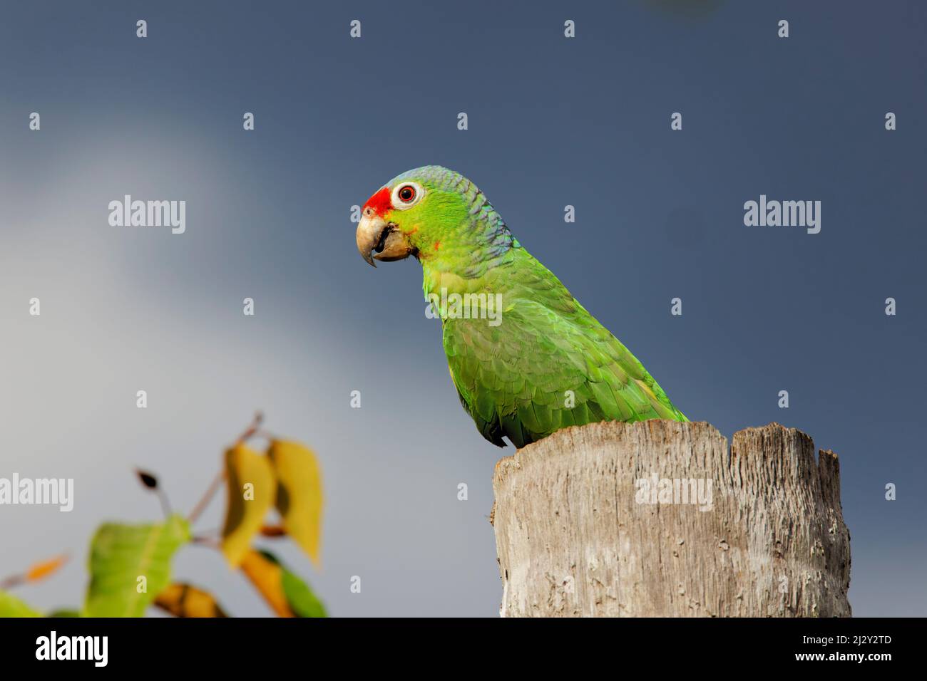 Rotfärbiger Papagei – am Nestplatz Amazona autumnalis Boco Tapada, Costa Rica BI034018 Stockfoto