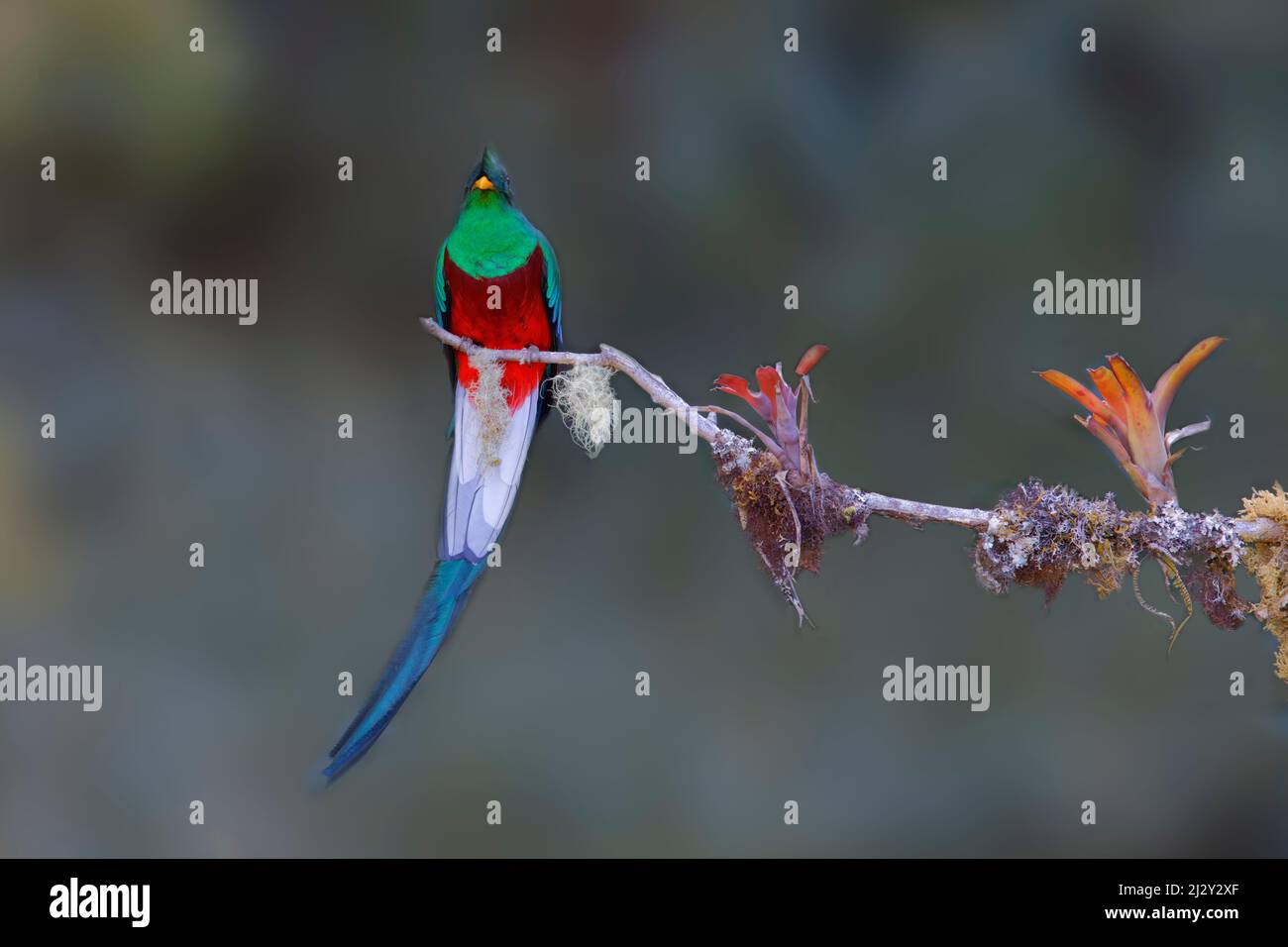 Resplendant Quetzal Pharomachrus mocinno San Gerardo de Dota, Costa Rica BI034038 Stockfoto