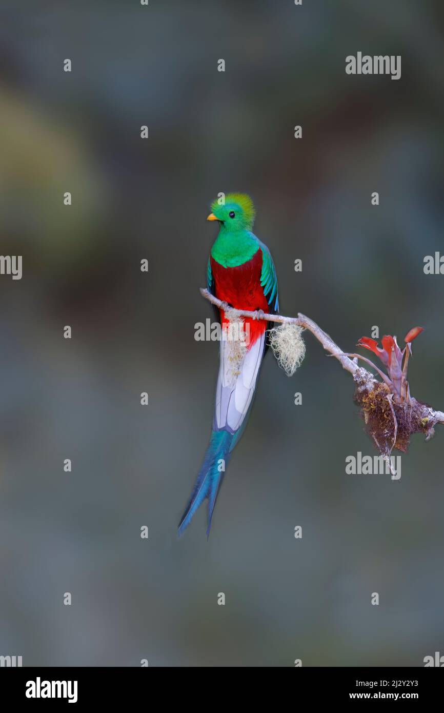 Resplendant Quetzal Pharomachrus mocinno San Gerardo de Dota, Costa Rica BI034038 Stockfoto