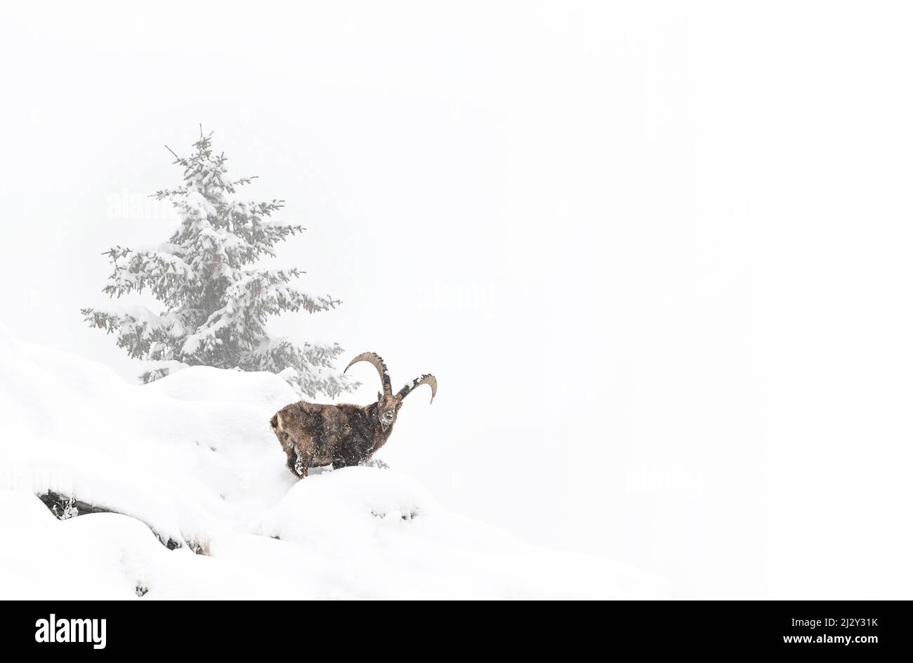 Wilde Alpen, der König und der Schneesturm (Capra Steinbock) Stockfoto