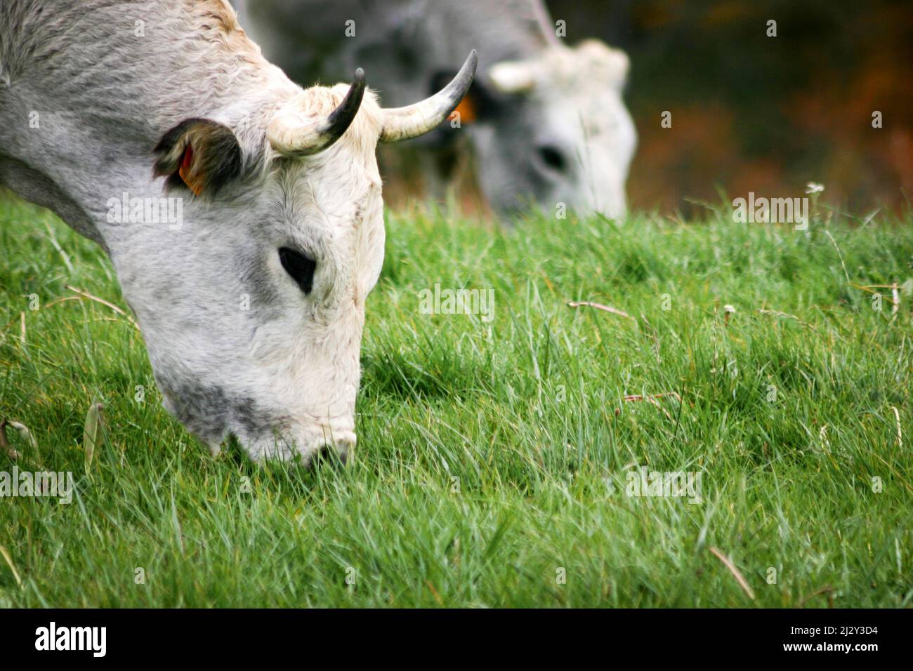 Kühe grasen. Eine ruhige ländliche Szene, in der Milchkühe sich auf frischem Gras ernähren, das in einem Fahrerlager wächst. Stockfoto