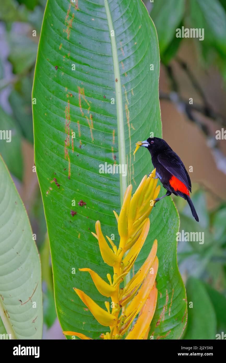 Scharlachrote Tanager – männliche Fütterung von Heliconia Ramphocelus passerinii Boco Tapada, Costa Rica BI034258 Stockfoto