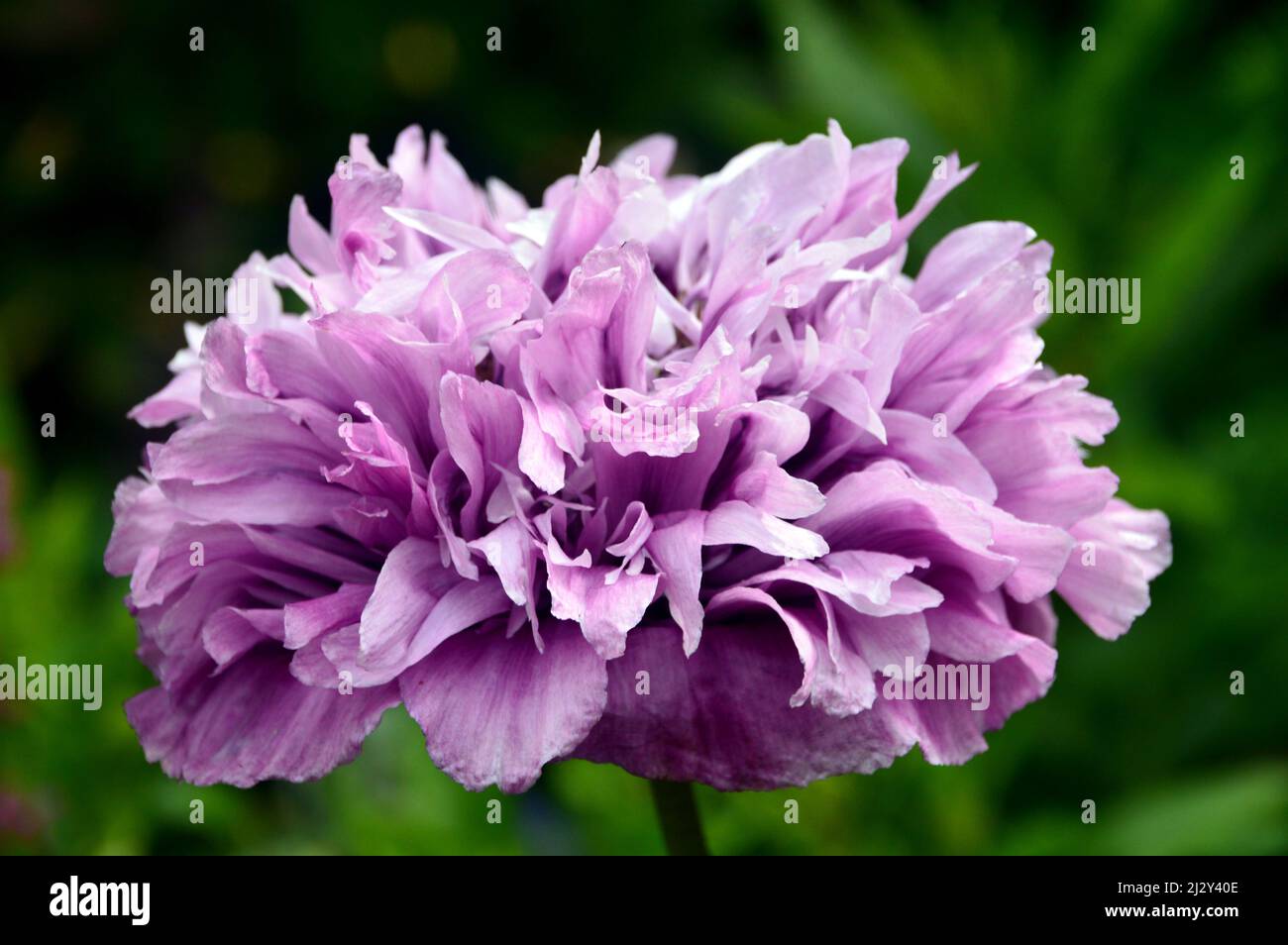 Single Pink Fully-Double, Peony Poppy (Papaver somniferum), „Candy Floss“-Blume, angebaut in Holker Hall & Gardens, Lake District, Cumbria, England, Großbritannien Stockfoto