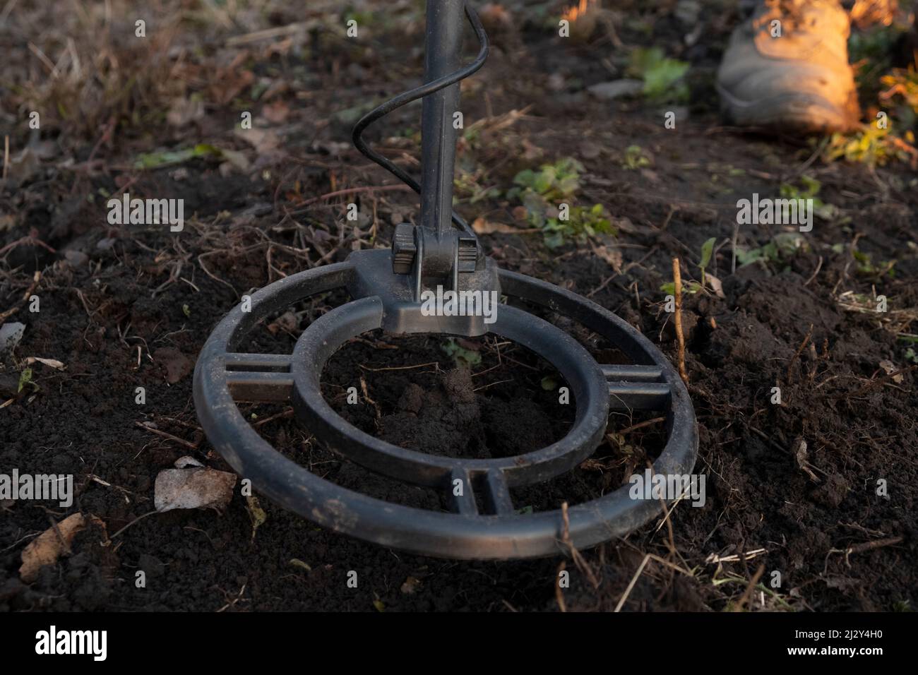 Metalldetektorspule aus der Nähe, suchen Sie nach Metallschrott im Boden. Stockfoto