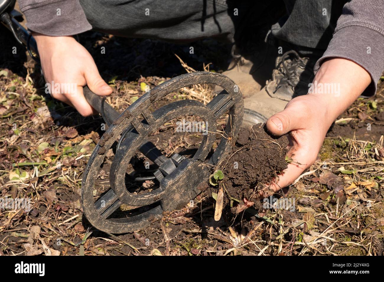 Suche nach Münzen mit einem Metalldetektor. Stockfoto