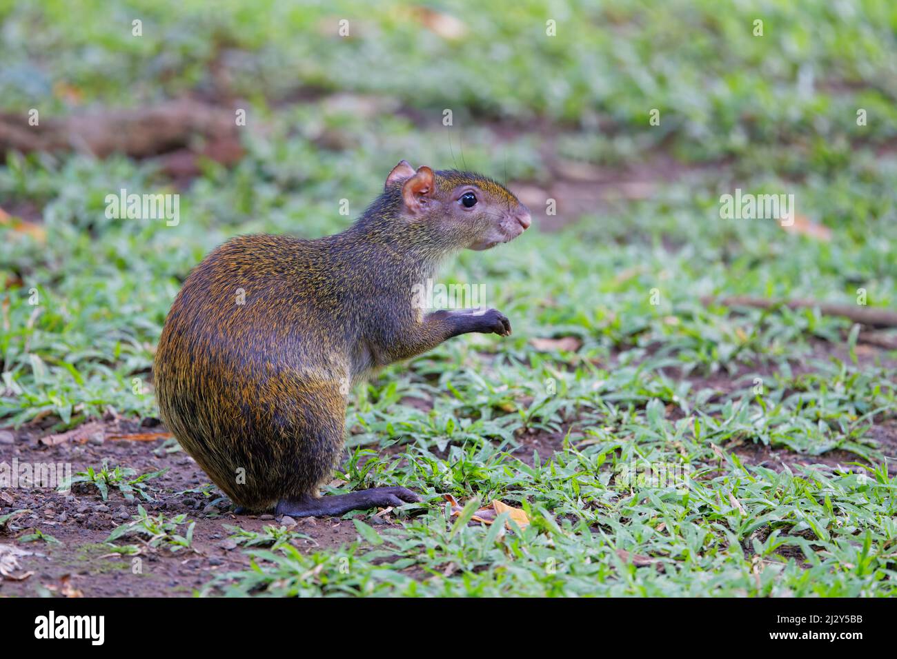 Zentralamerikanische Agouti – Fütterung von gefallenen Brotfruchten Dasyprocta punctata Tarcoles, Costa Rica MA004043 Stockfoto