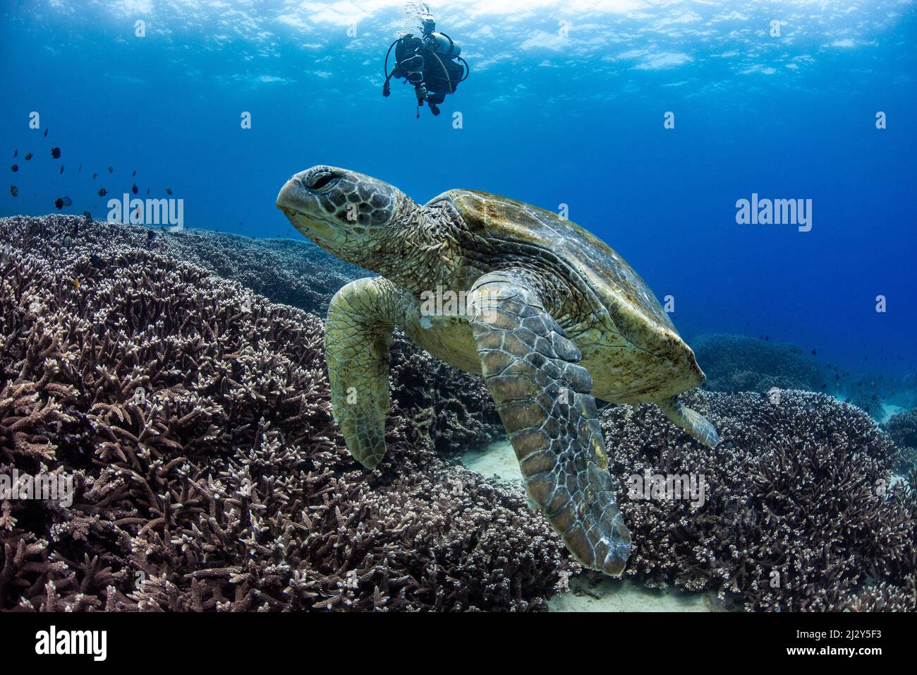 Scuba Diving Behind Giant Turtle, Flinders Reef, Moreton Island, Queensland, Australien Stockfoto