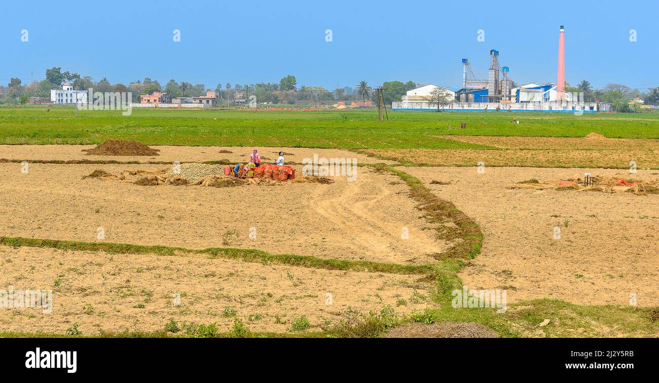 Landschaftsansicht von Kartoffelfeldern mit Blick auf Eine Reismühlenindustrie wird selektiver Fokus verwendet. Stockfoto