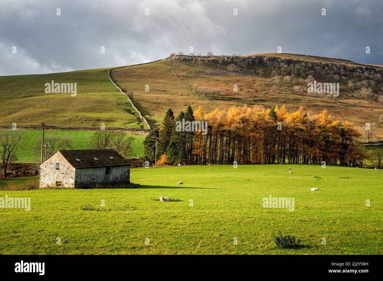 Die britische Landschaft einer alten Steinscheune auf einem Bauernhof mit Schafen auf den Feldern und Lärchenbäumen im Upper Wharfedale, Yorkshire Dales National Park, Großbritannien Stockfoto