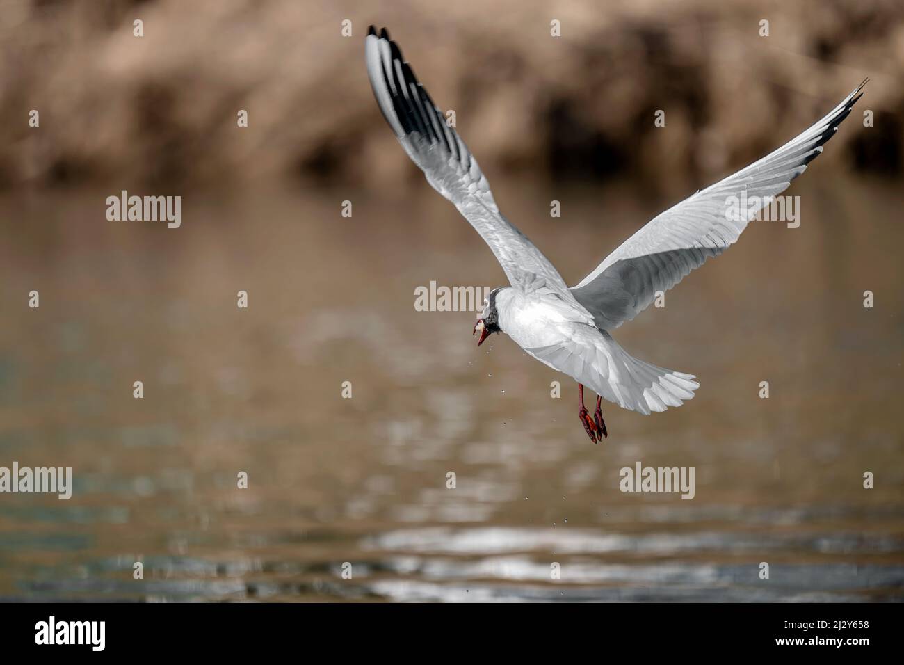 Eine Möwe fliegt auf dem Fluss und jagt nach Nahrung. Stockfoto