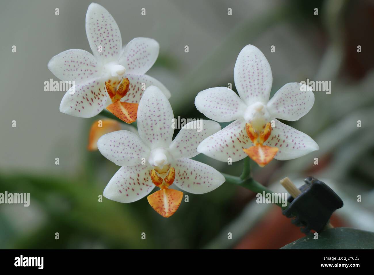 Blume Phalaenopsis Mini Mark Orchidee Stockfotografie - Alamy