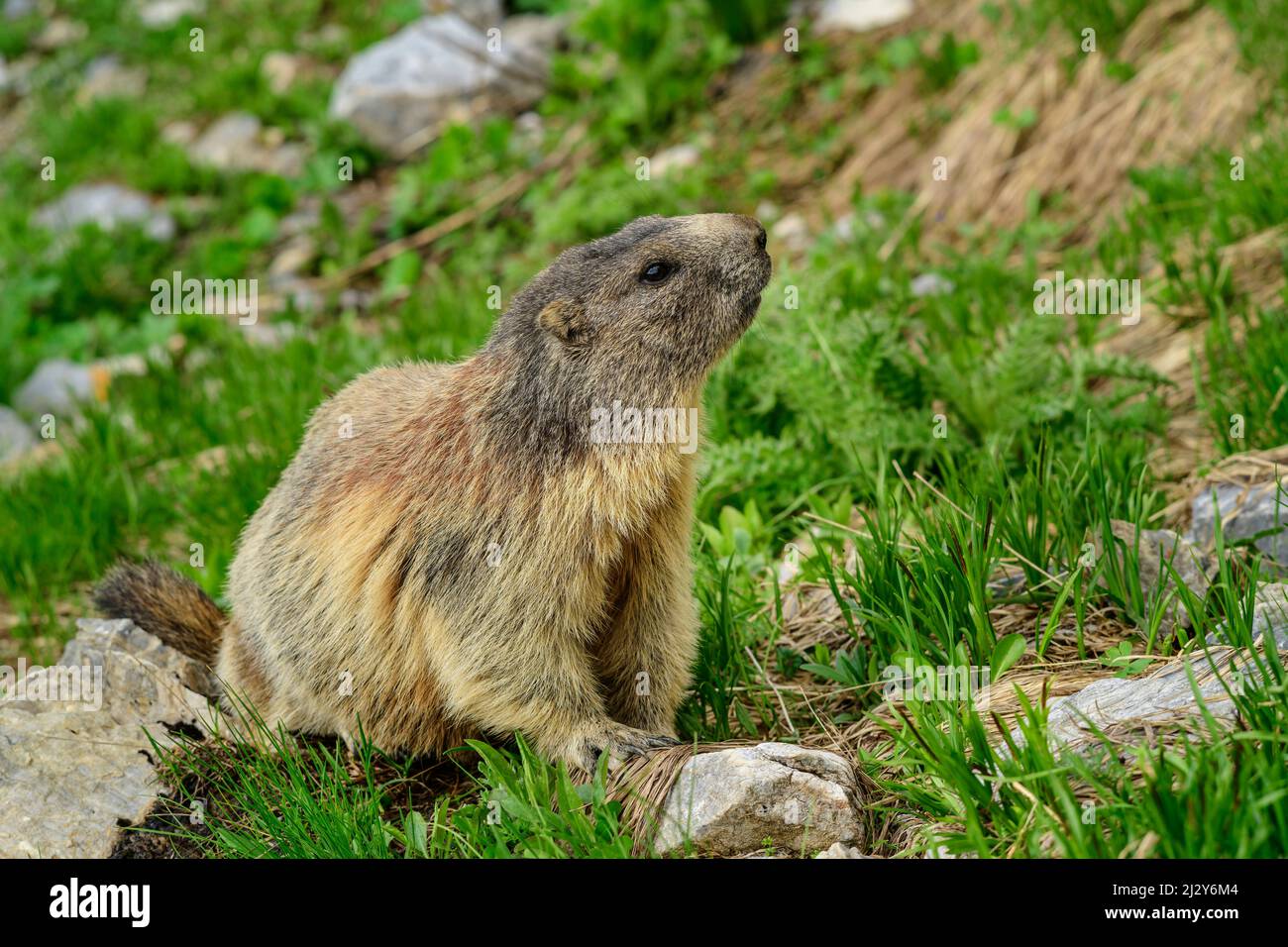 Murmeltier, Marmotta marmotta, Karnische Alpen, Kärnten, Österreich Stockfoto