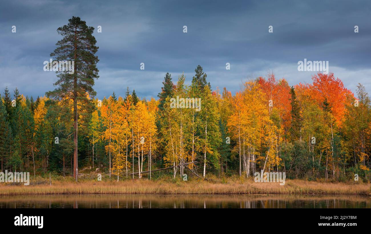 Bunte Bäume mit Herbstblättern in Dalarna, Schweden Stockfoto