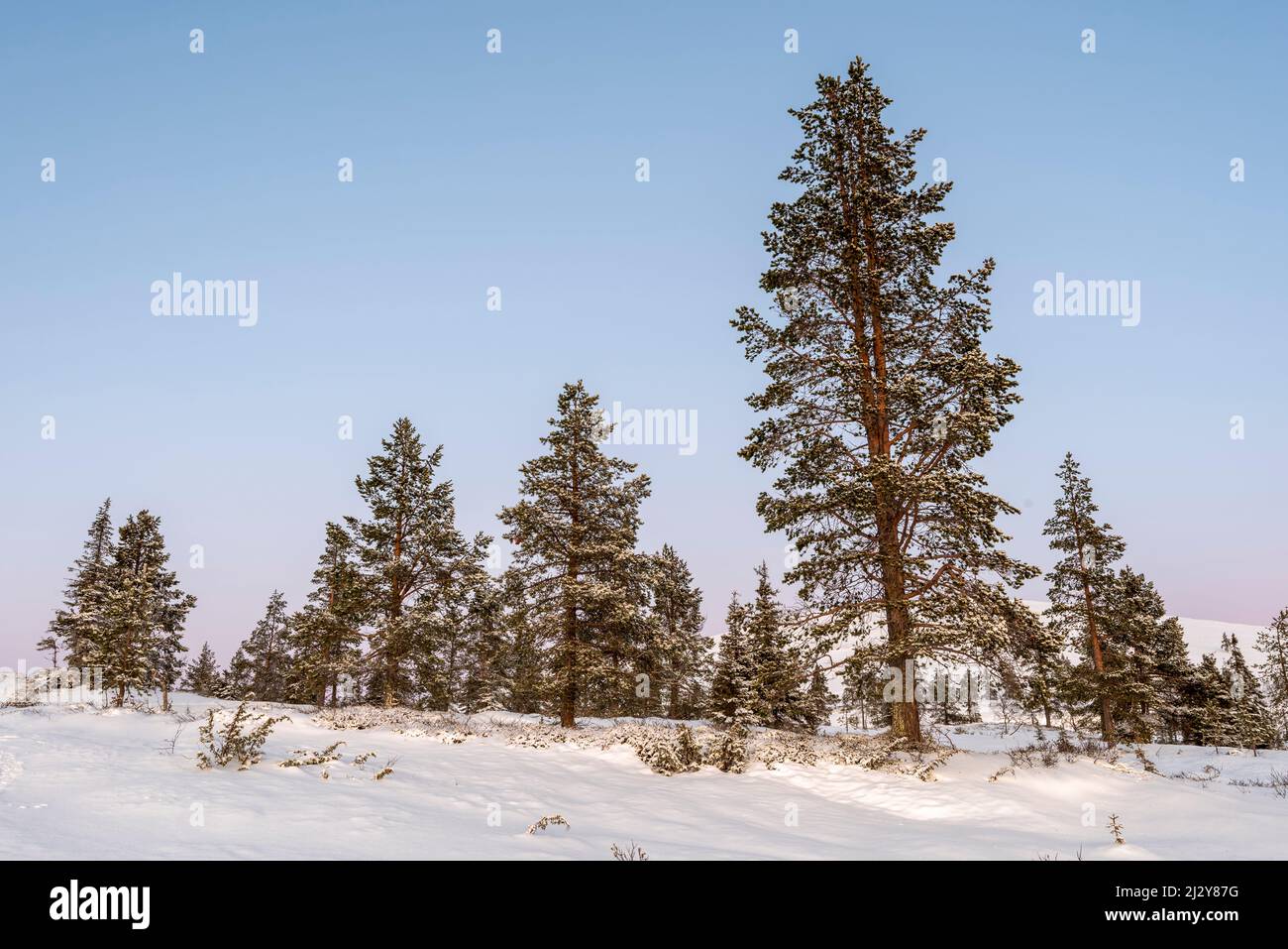 Baumgrenze in Pallastunturi, Muonio, Lappland, Finnland Stockfoto