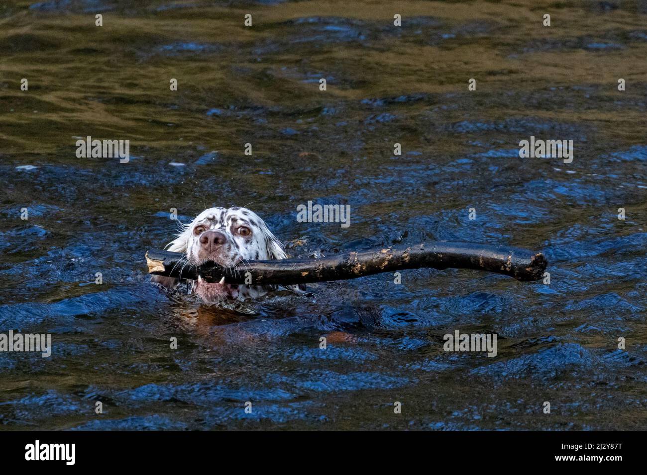 Hund schwimmt in einem Fluss und holt einen Stock. VEREINIGTES KÖNIGREICH Stockfoto