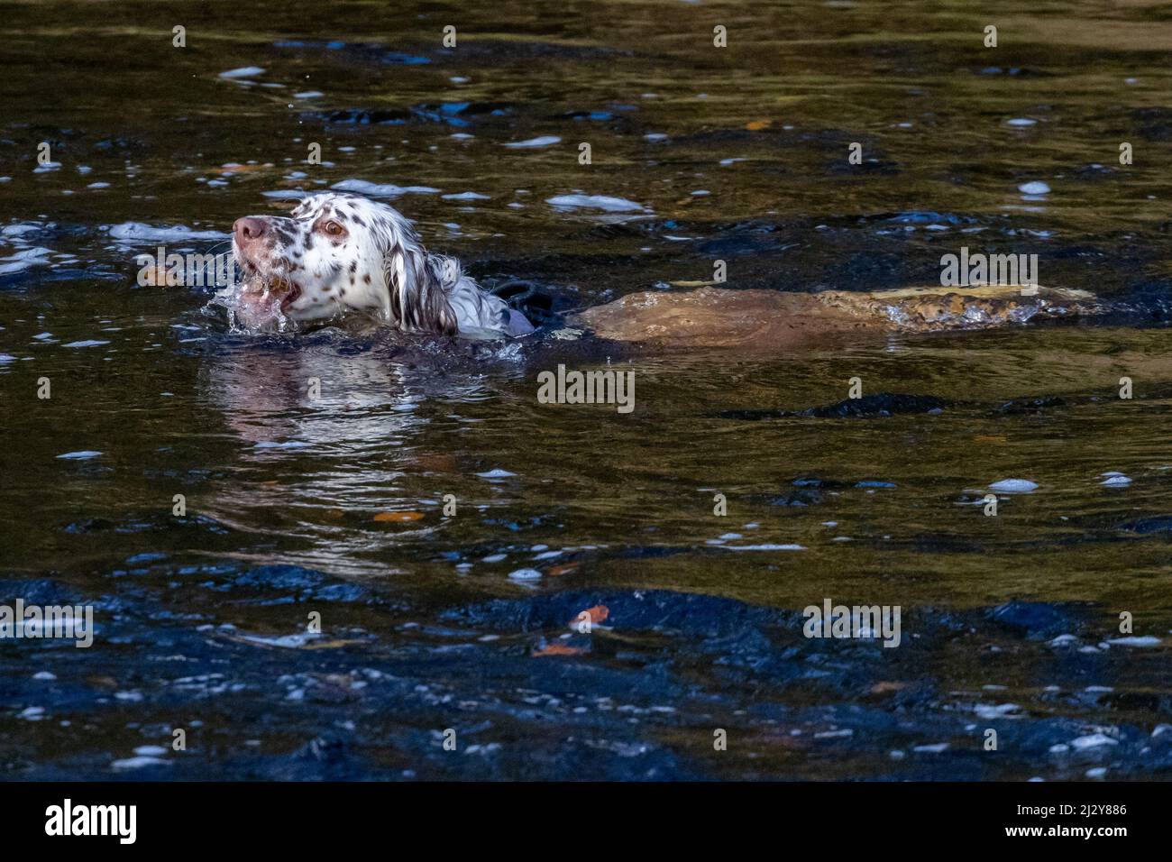 Der Hund schwimmt in einem Fluss und holt einen Ball mit Wasser im Mund, während er den Ball holt. VEREINIGTES KÖNIGREICH Stockfoto