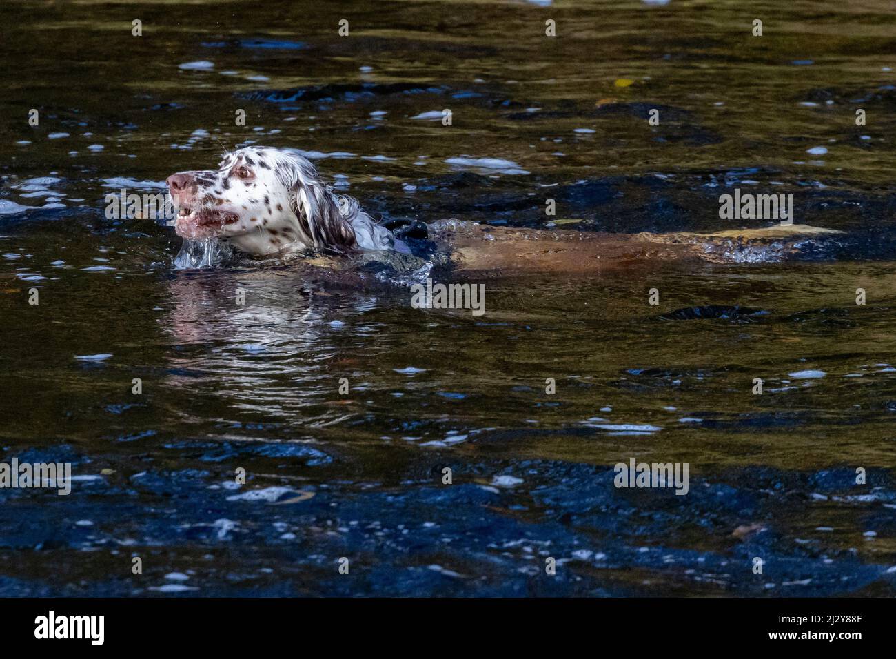 Der Hund schwimmt in einem Fluss und holt einen Ball mit Wasser im Mund, während er den Ball holt. VEREINIGTES KÖNIGREICH Stockfoto