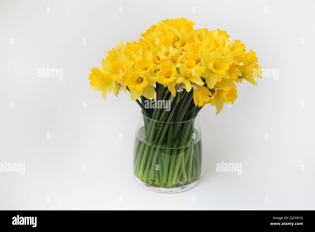 Blumenstrauß aus Narzissen in Vase Geschenk zum Muttertag Stockfoto