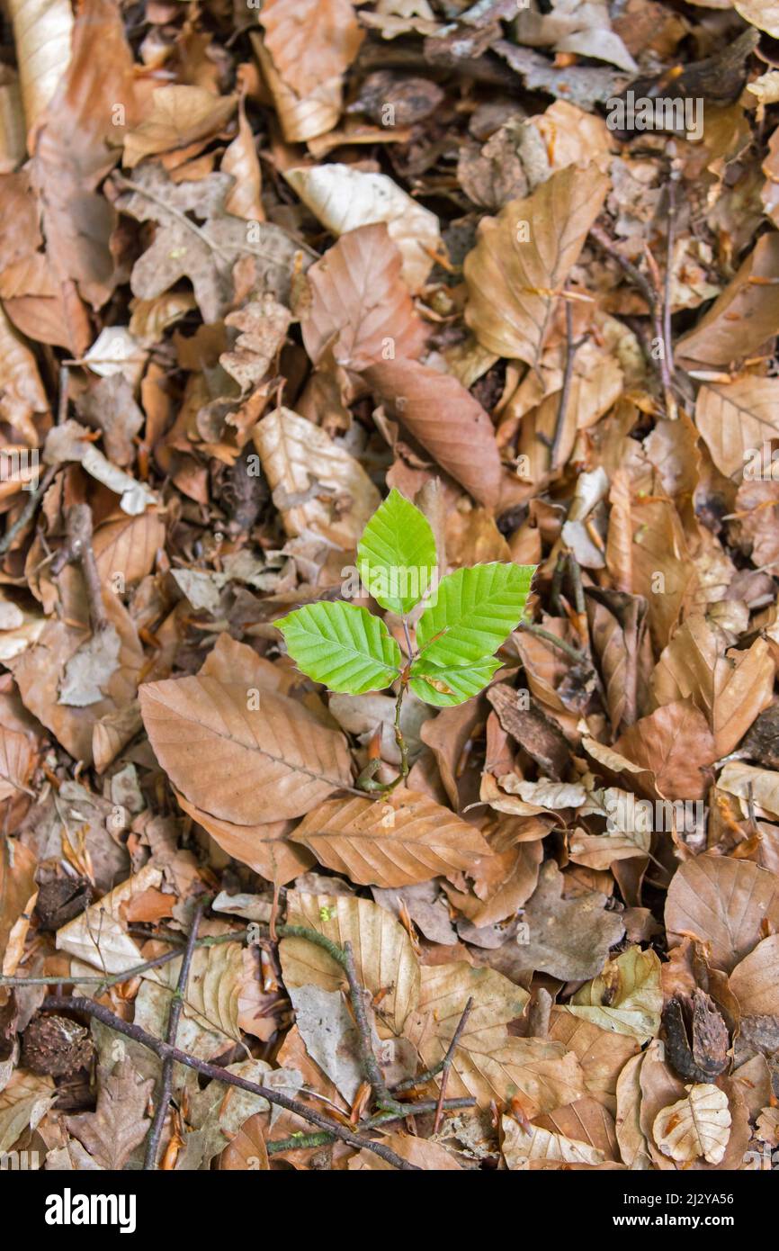 Europäische Buche / Buche (Fagus sylvatica) neuer Spross, der im Frühjahr auf dem Laubwaldboden auftaucht Stockfoto