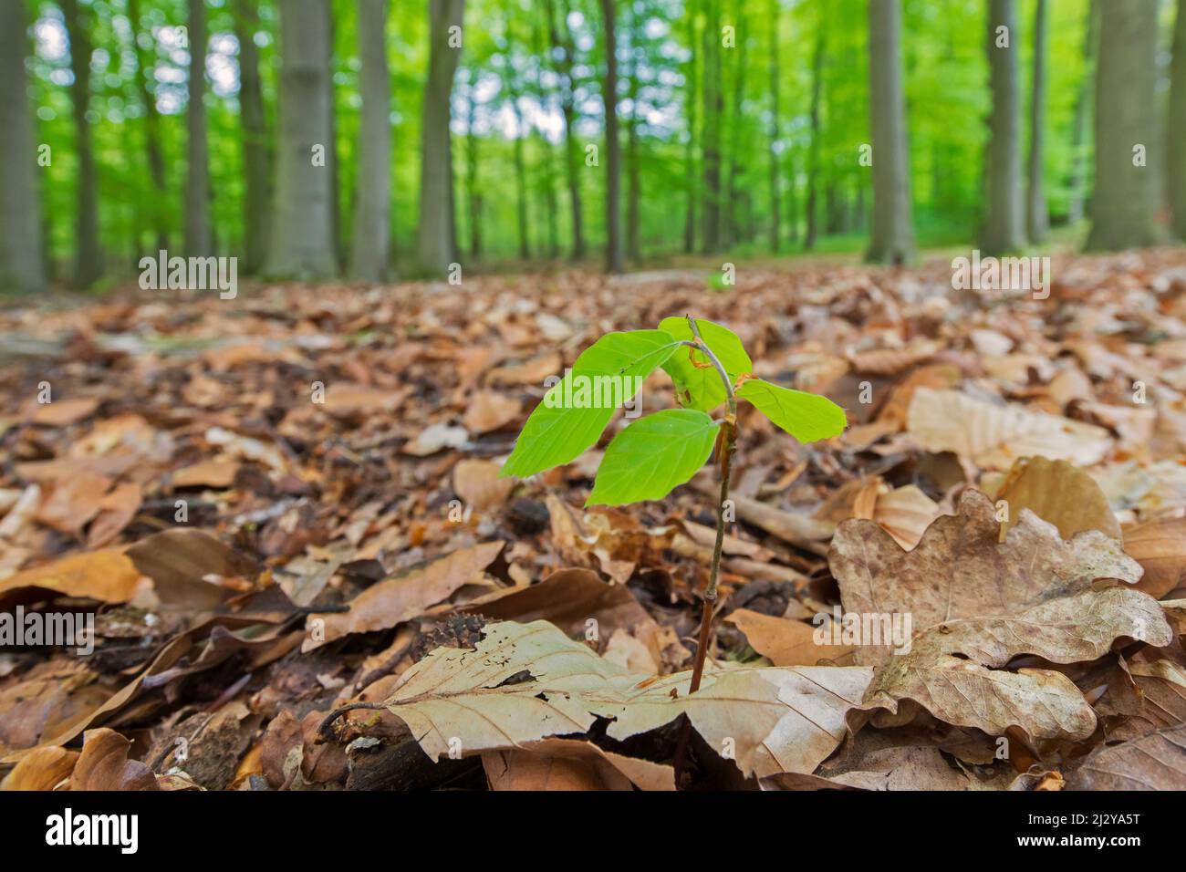 Europäische Buche / Buche (Fagus sylvatica) neuer Spross, der im Frühjahr auf dem Laubwaldboden auftaucht Stockfoto