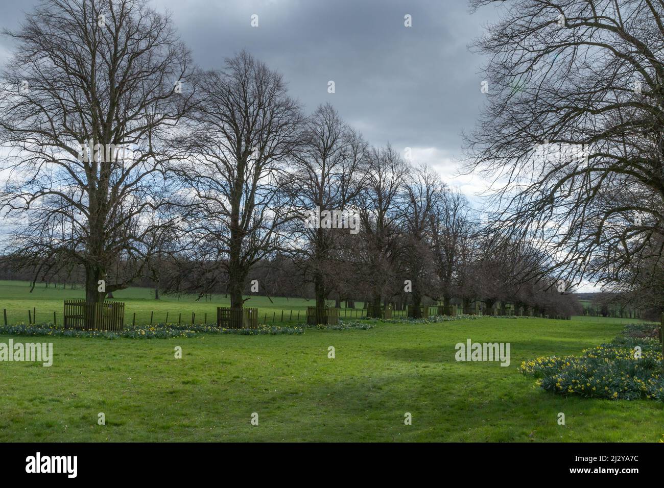 Der Lime Tree Walk in der Goldsborough Hall, Knareborough, North Yorkshire. Die Bäume wurden von Prinzessin Mary und Viscount Lascelles gepflanzt. Stockfoto