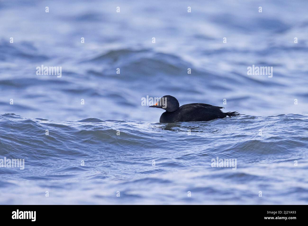 Gemeiner Schotter (Melanitta nigra / Anas nigra) Männchen / drake beim Schwimmen im Meerwasser im Winter Stockfoto